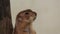 Prairie dog or Cynomys, stands closeup