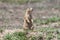 Prairie dog in the desert