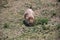 Prairie Dog at Devils Tower National Monument, Wyoming