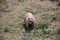 Prairie Dog at Devils Tower National Monument, Wyoming