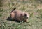 Prairie Dog at Devils Tower National Monument, Wyoming