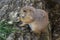 Prairie dog eat green grass stalk on tree trunk