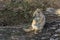 Prairie dog eat green grass stalk on tree trunk