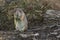 Prairie dog eat green grass stalk on tree trunk