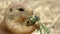 Prairie Dog eating