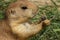 Prairie dog eating