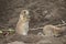 Prairie dog eating