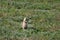 Prairie dog eating, Badlands National Park, South Dakota, USA