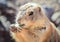 Prairie Dog Eating - Closeup Portrait
