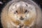 Prairie dog eating fallen leaf