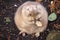 Prairie dog eating fallen leaf