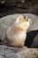 Prairie dog eating fallen leaf