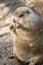 Prairie dog eating fallen leaf