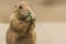 Prairie dog eating greens closeup copy space