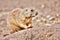 Prairie dog eating in High Dynamic Range hdr