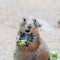 A Prairie Dog Eating a Piece of Celery