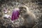 Prairie dog eating a salad 2