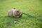 Prairie dog eating snack on grass