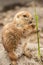 Prairie dog eating twig