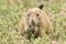 Prairie dog eating young grain blossoms