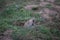 Prairie dog emerging from mound