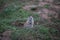 Prairie dog emerging from mound