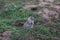 Prairie dog emerging from mound