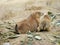 Prairie dog family