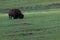 Prairie Dog Family by a Buffalo