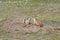 Prairie Dog Family Gathering