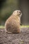 Prairie dog, genus Cynomys.