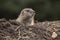 Prairie dog, genus Cynomys.