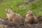 Prairie dog, genus Cynomys.