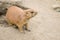 Prairie dog genus Cynomys