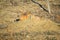 Prairie Dog genus Cynomys ludovicianus Black-Tailed in the wild, herbivorous burrowing rodent, in the shortgrass prairie ecosyst