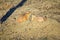 Prairie Dog genus Cynomys ludovicianus Black-Tailed in the wild, herbivorous burrowing rodent, in the shortgrass prairie ecosyst