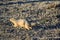 Prairie Dog genus Cynomys ludovicianus Black-Tailed in the wild, herbivorous burrowing rodent, in the shortgrass prairie ecosyst