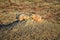 Prairie Dog genus Cynomys ludovicianus Black-Tailed in the wild, herbivorous burrowing rodent, in the shortgrass prairie ecosyst