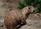 Prairie dog genus Cynomys at a ZOO