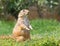 Prairie dog on grass