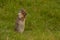 Prairie Dog in grassy meadow