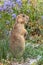 Prairie Dog - Gunnison`s Specie