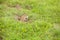 Prairie dog hiding in a safe place