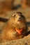 Prairie dog holding carrot and looking at you