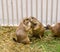 Prairie dog kiss for greeting