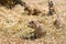 The Prairie Dog latin name Cynomys ludovicianus on the ground. Rodent animal coming from Africa