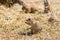 The Prairie Dog latin name Cynomys ludovicianus on the ground. Rodent animal coming from Africa