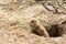 The Prairie Dog latin name Cynomys ludovicianus on the ground. Rodent animal coming from Africa