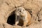 The Prairie Dog latin name Cynomys ludovicianus on the ground. Rodent animal coming from Africa