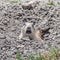 Prairie Dog Looking Directly at Camera